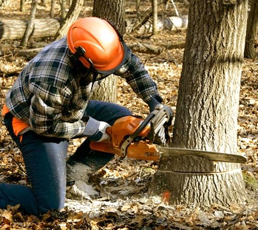 Tree Removal in Juliustown, NJ